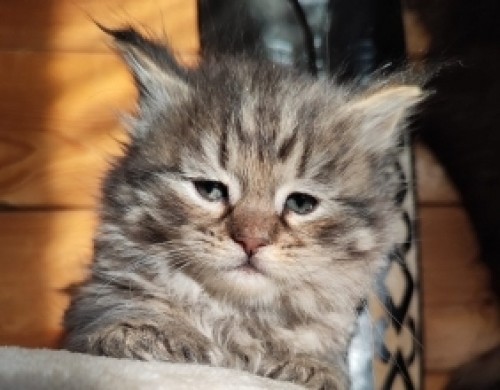 Котик младший, поли-лаппы
