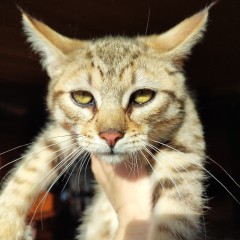 Деянира. Котик с поли-лапами 3