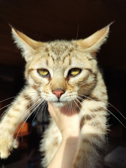 Деянира. Котик с поли-лапами 3