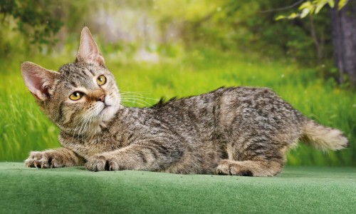 Девочка, Бетли