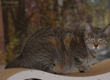 DSC_0343.JPG