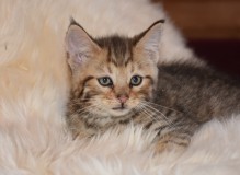 DSC_5185.JPG