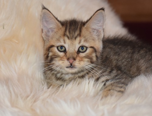 Деянира. Котик с поли-лапами 2