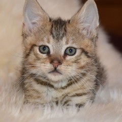 Деянира. Котик с поли-лапами 1 