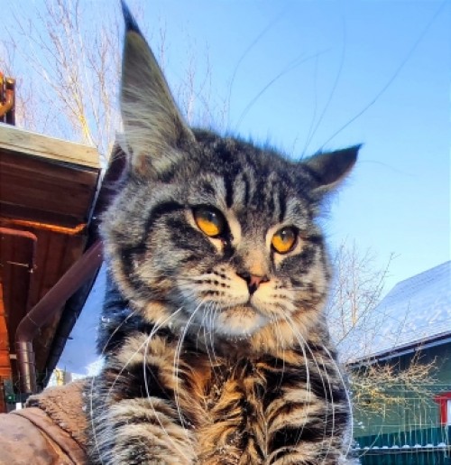 Нимерия