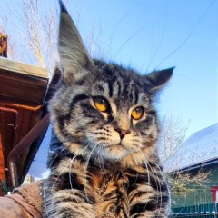 Нимерия