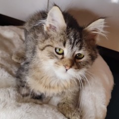 Котик старший