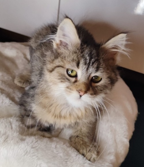 Котик старший