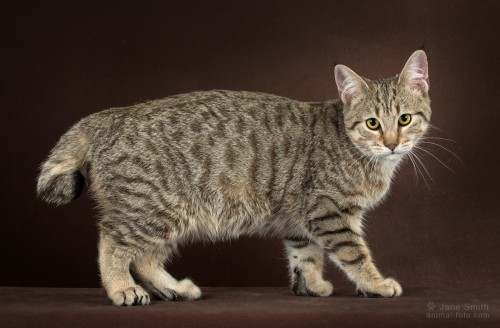 Dusya