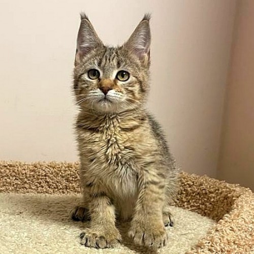 Девочка с поли-лапами 2.