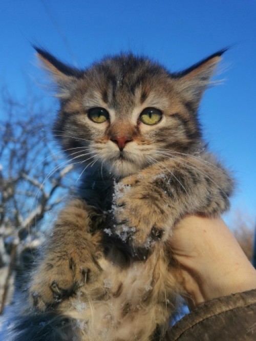 Котик средний, поли-лапы, 2