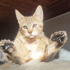 Кошка с поли-лапами от Квин