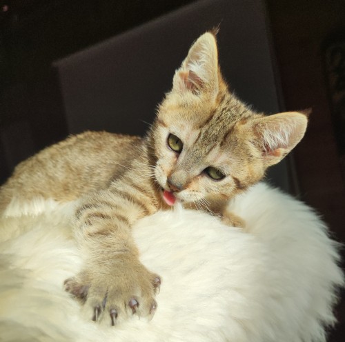 кот с поли-лапами от Квин
