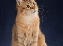 IMG_2603-rs.jpg