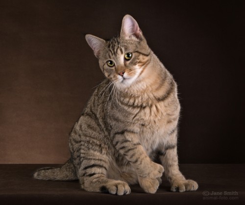 КЕДРИК