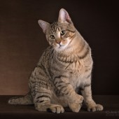 КЕДРИК