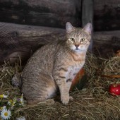 Маруся( в отставке)