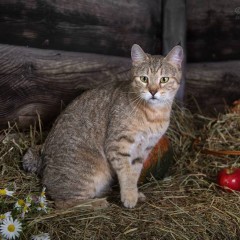 Маруся( в отставке)