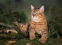 IMG_6007a-rs.jpg