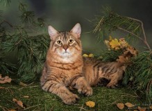 IMG_6017a-rs.jpg