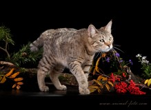 IMG_8828-rs.jpg