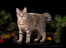 IMG_8832-rs.jpg