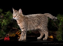 IMG_8835-rs.jpg