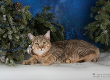 IMG_8956-rs.jpg