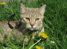 IMG_9936.JPG