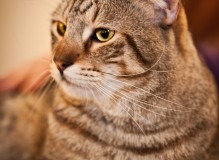 proplan_022.jpg