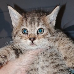 мальчик от Арии