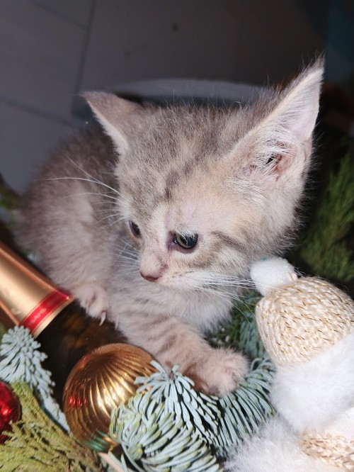 Девочка от Арии