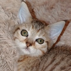 девочка от Жу-Жу